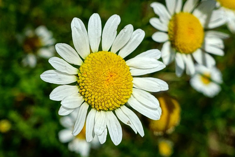 Ox-Eye Daisy (Leucanthemum vulgare)