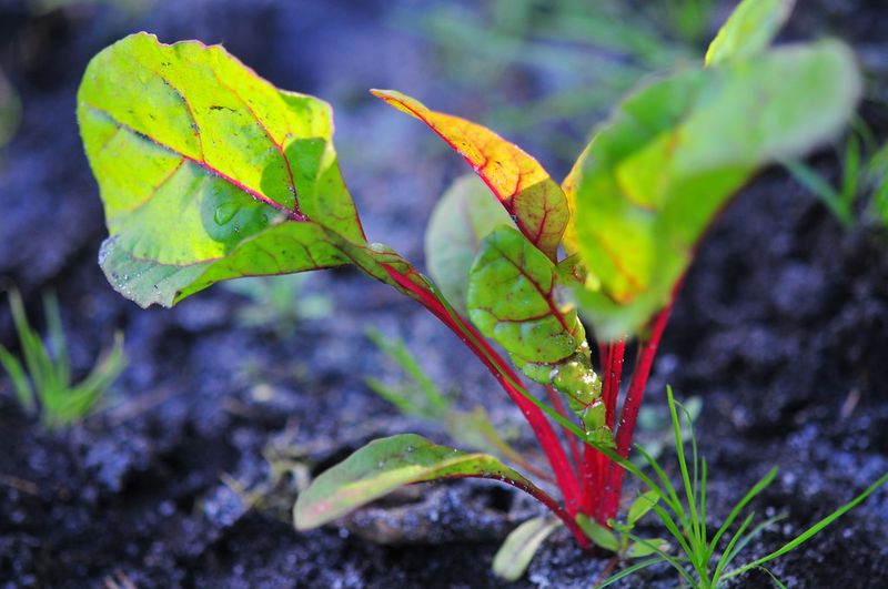 Swiss Chard