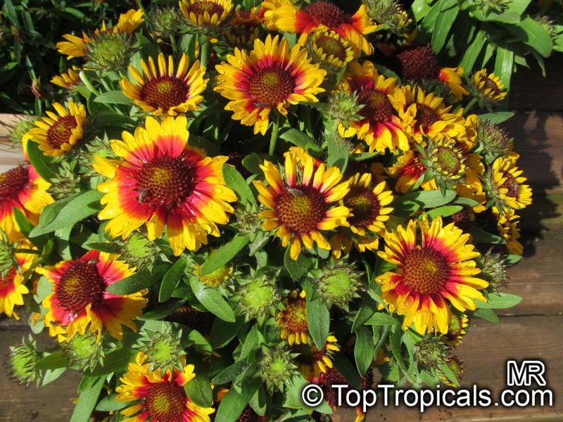 Blanket Flower (Gaillardia x grandiflora)