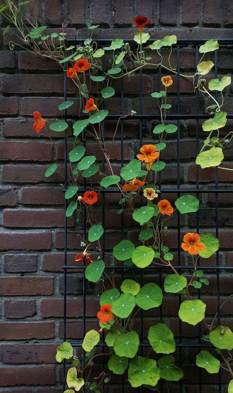 Nasturtium