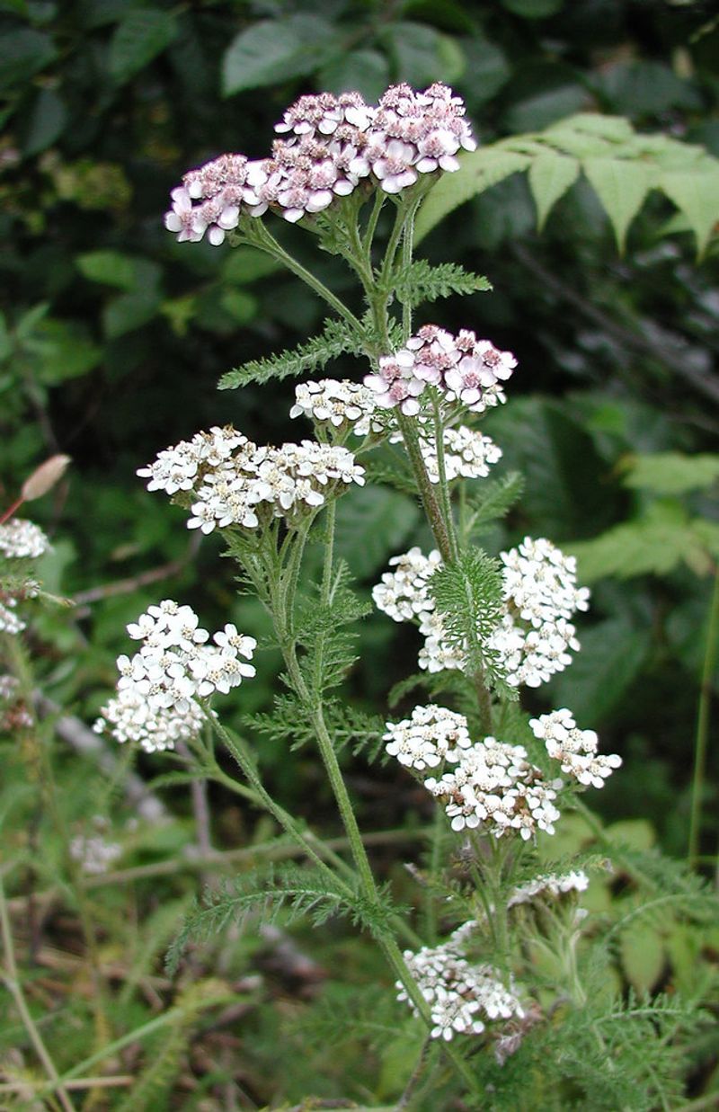 Yarrow