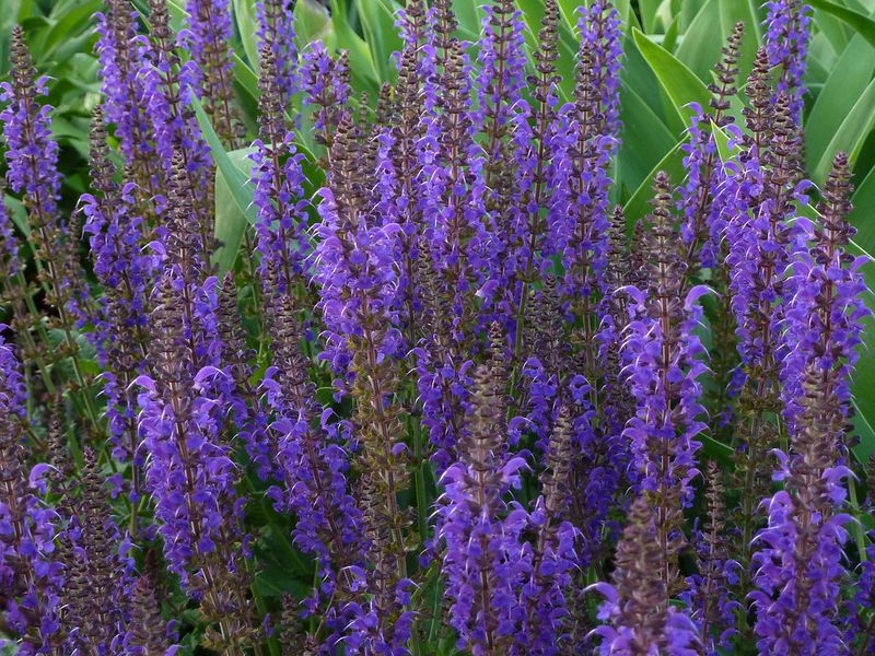 Salvia (Salvia nemorosa)