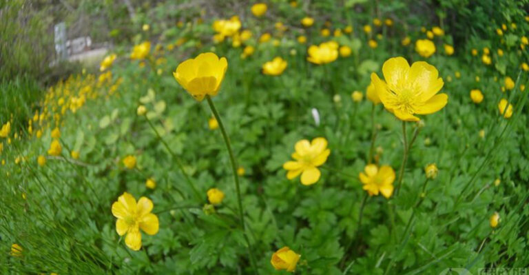 Don’t Plant These 16 Flowers If You Hate Weeding