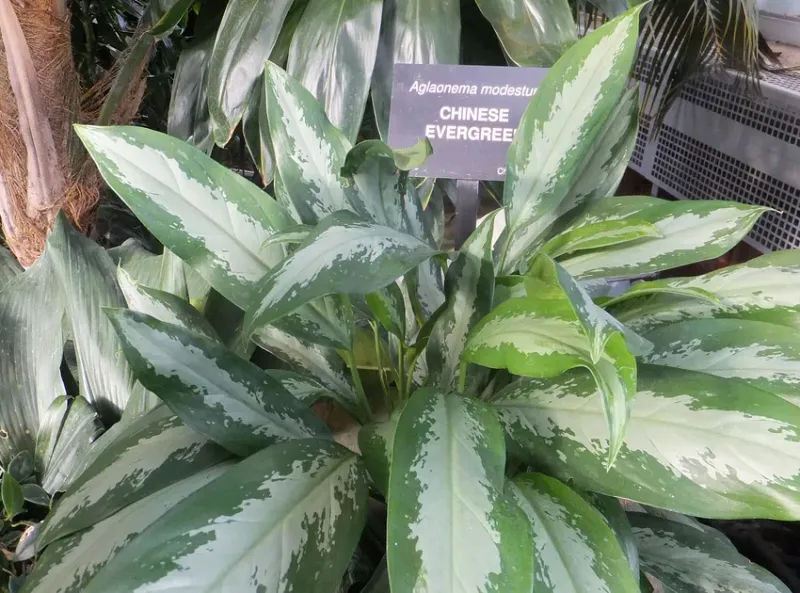 Chinese Evergreen (Aglaonema)