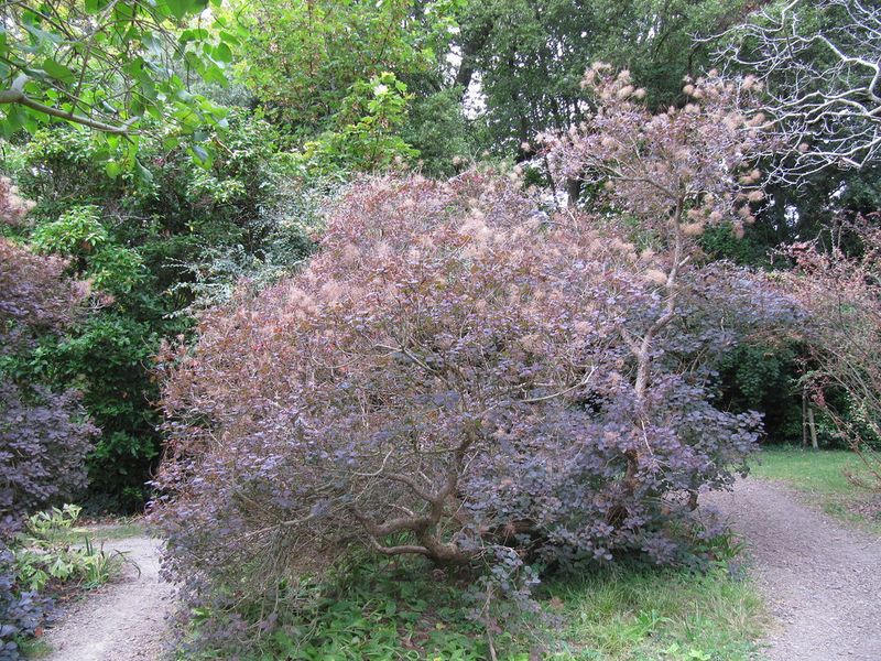 Smoke Bush