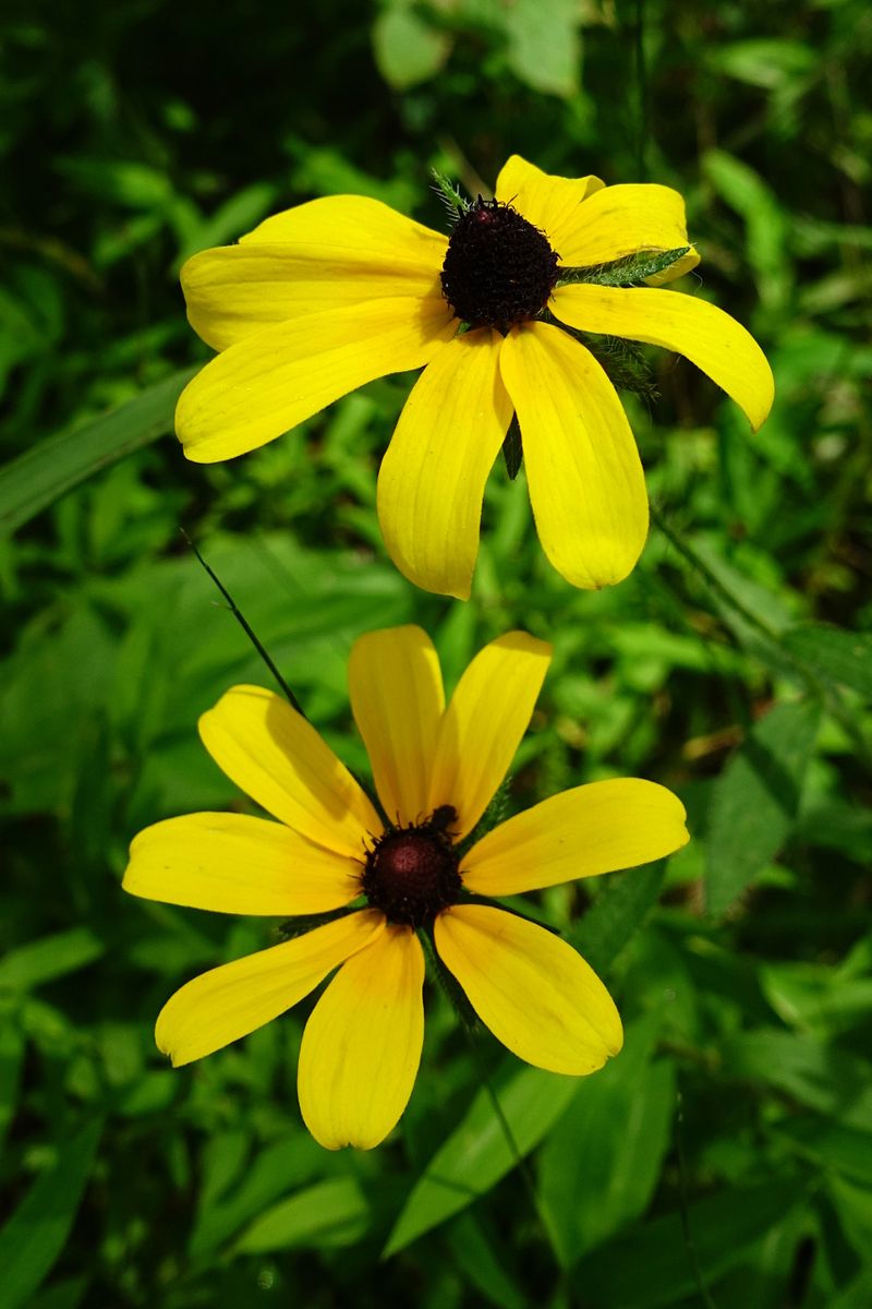 Black-Eyed Susan (Rudbeckia hirta)