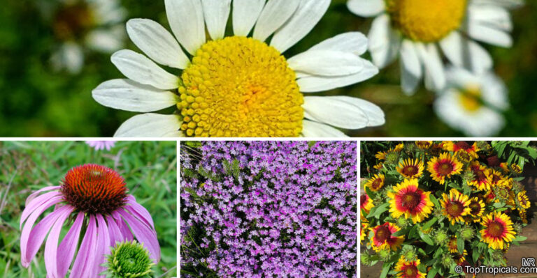 Fast-Spreading Flowers That Won’t Take Over Your Garden