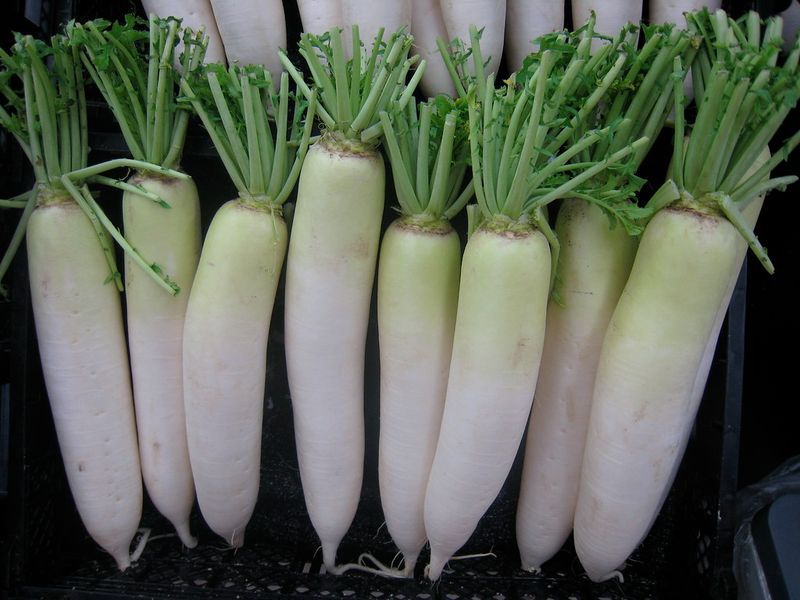 Daikon Radish