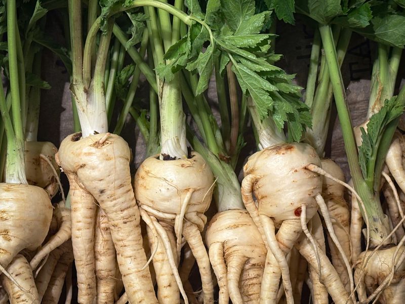 Parsnips