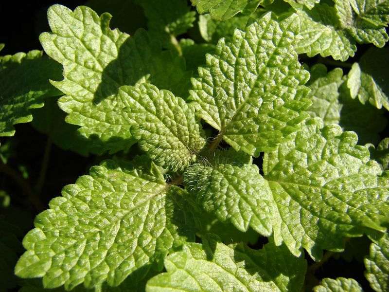 Lemon Balm