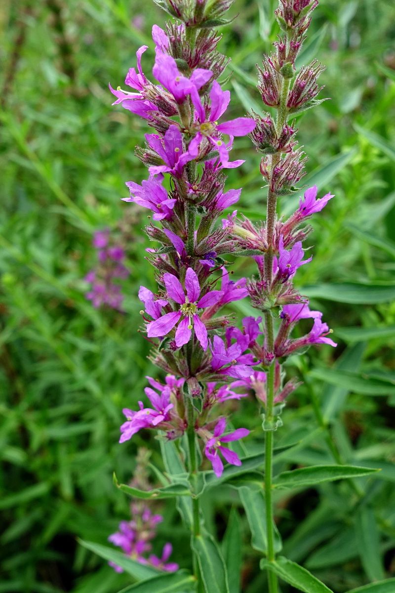 Purple Loosestrife