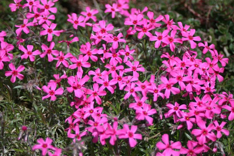 Creeping Phlox