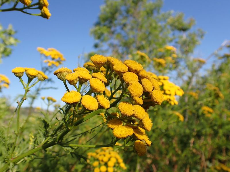 Tansy