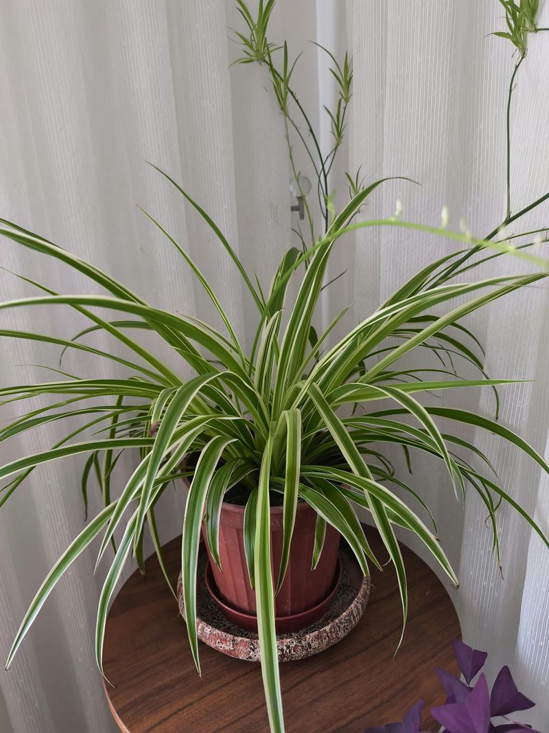 Spider Plant (Chlorophytum comosum)