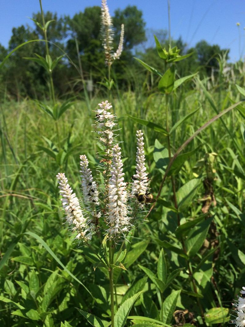 Veronicastrum (Culver's Root)
