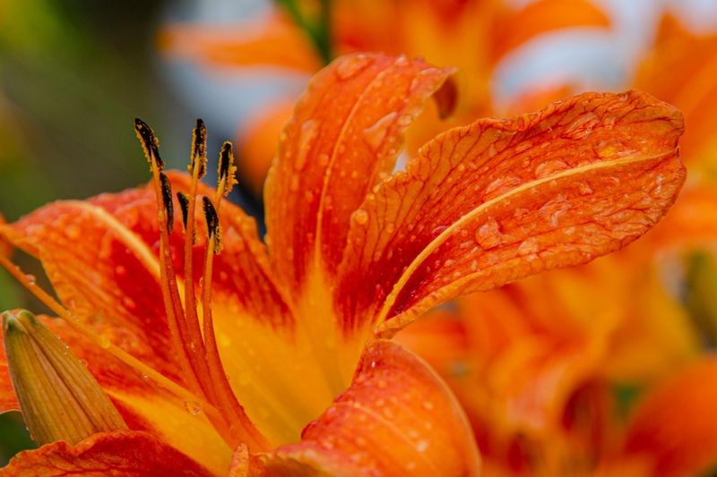 Daylily