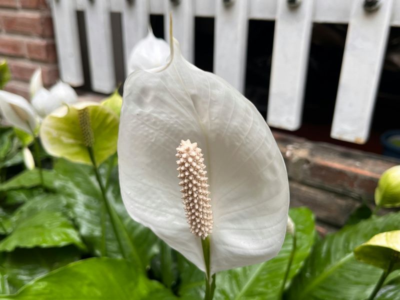 Peace Lily (Spathiphyllum)