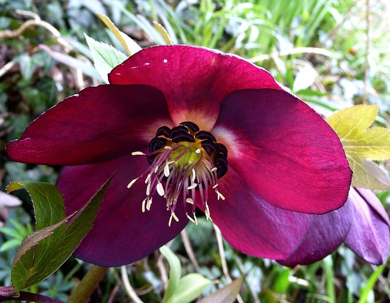 Hellebore