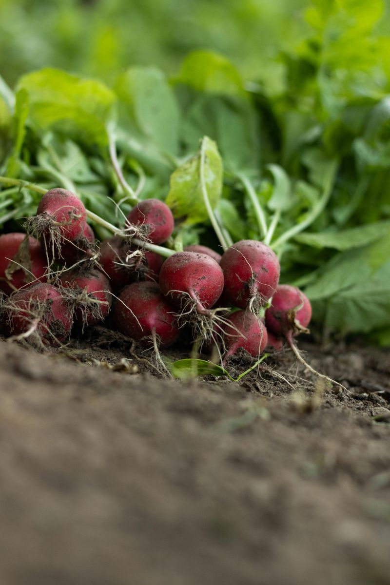 Radishes