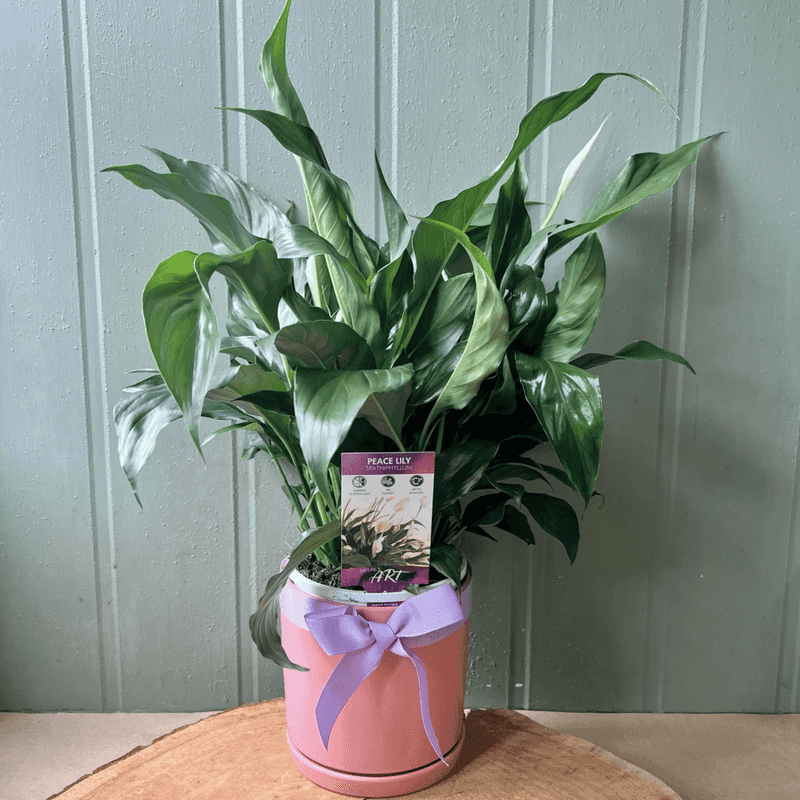 Never Cleaning the Leaves