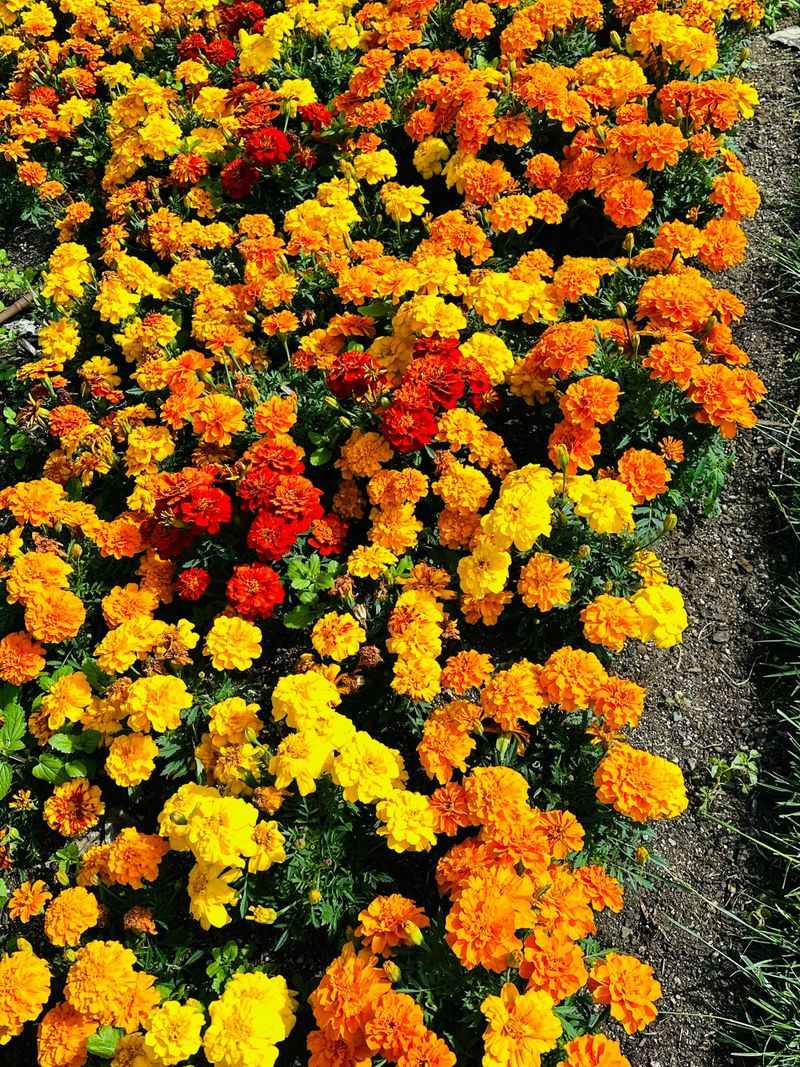 Marigolds