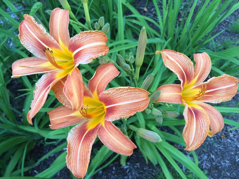 Daylily (Hemerocallis)