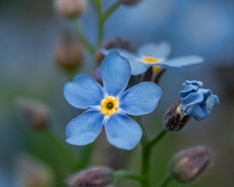 Forget-Me-Not