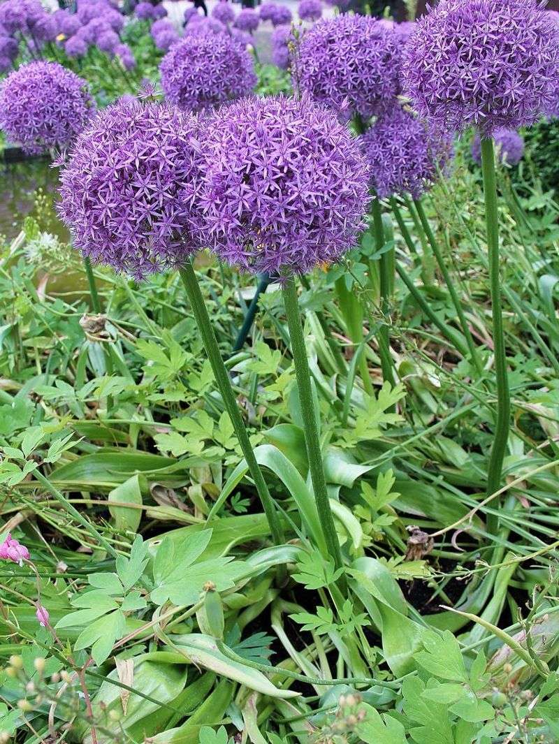 Alliums