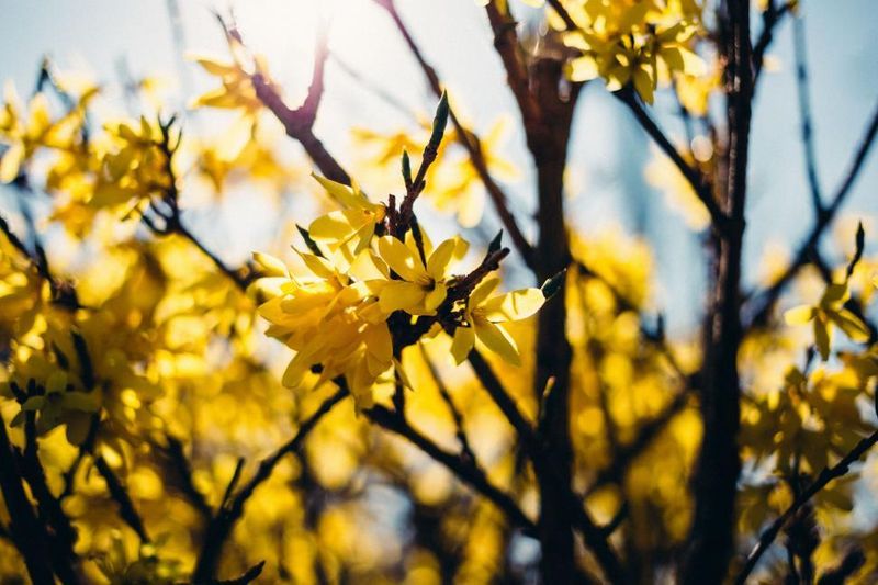 Forsythia