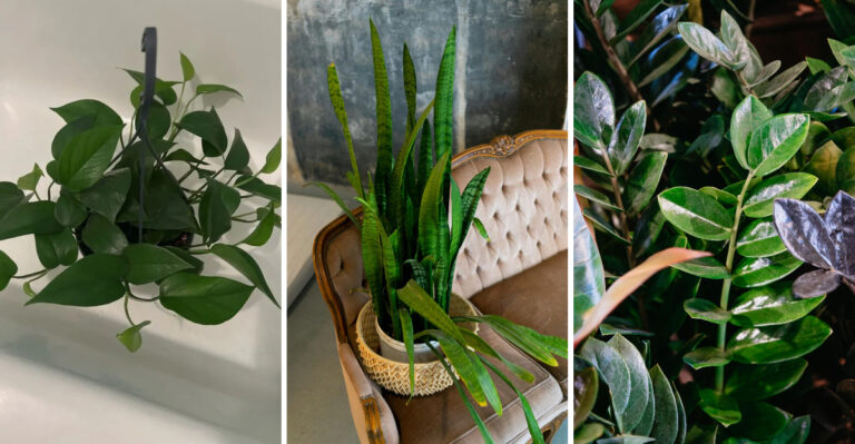 Low-Light Houseplants That Actually Thrive Indoors