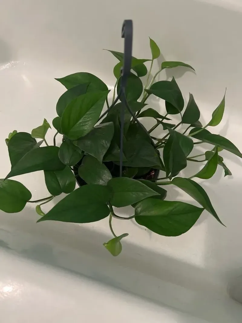 Pothos (Epipremnum aureum)