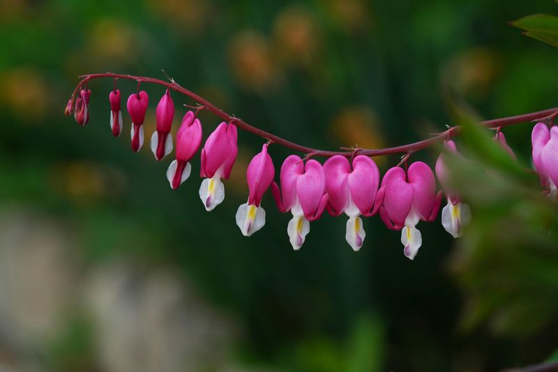 Bleeding Heart
