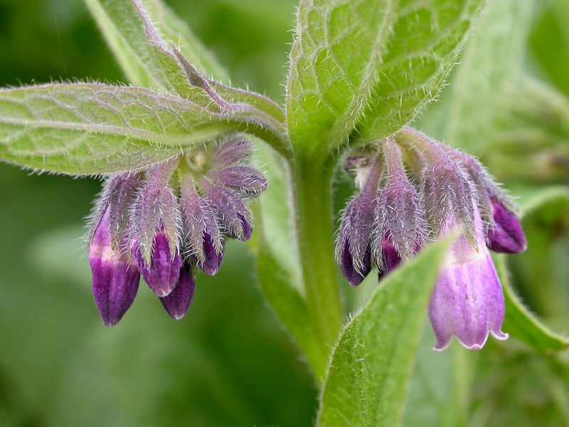 Comfrey