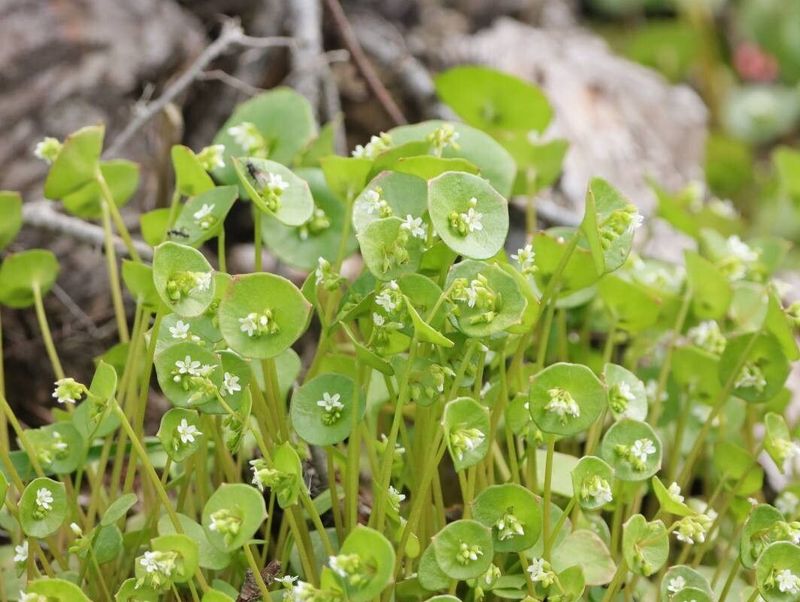 Claytonia (Miner's Lettuce)