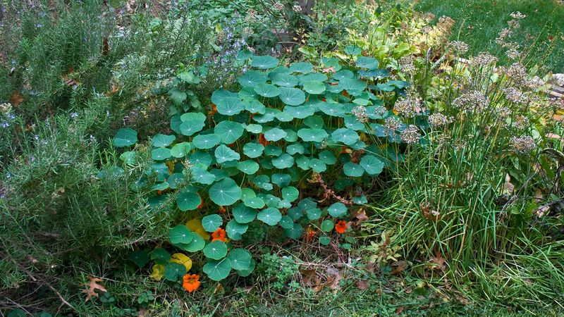 Nasturtiums