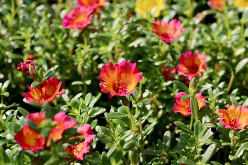Portulaca (Moss Rose)