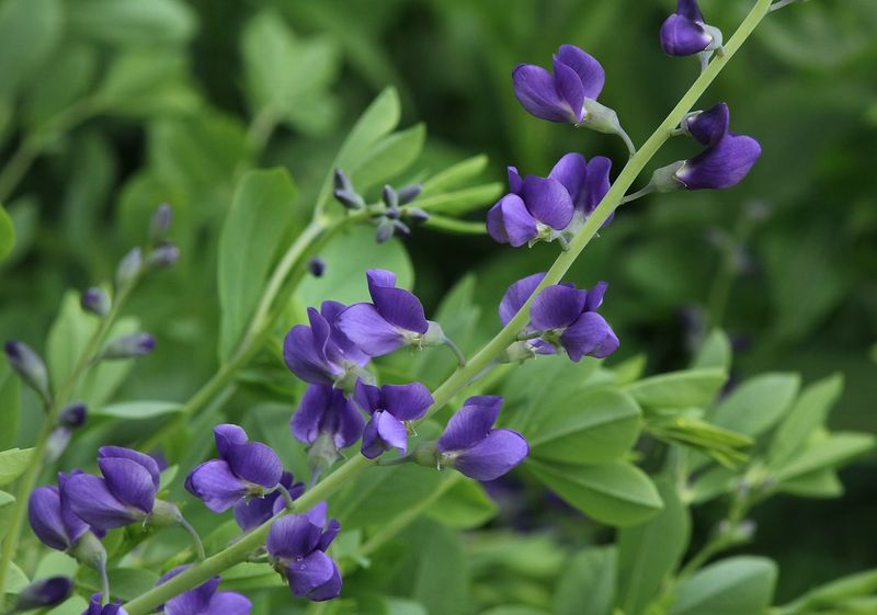 Blue Wild Indigo (Baptisia australis)
