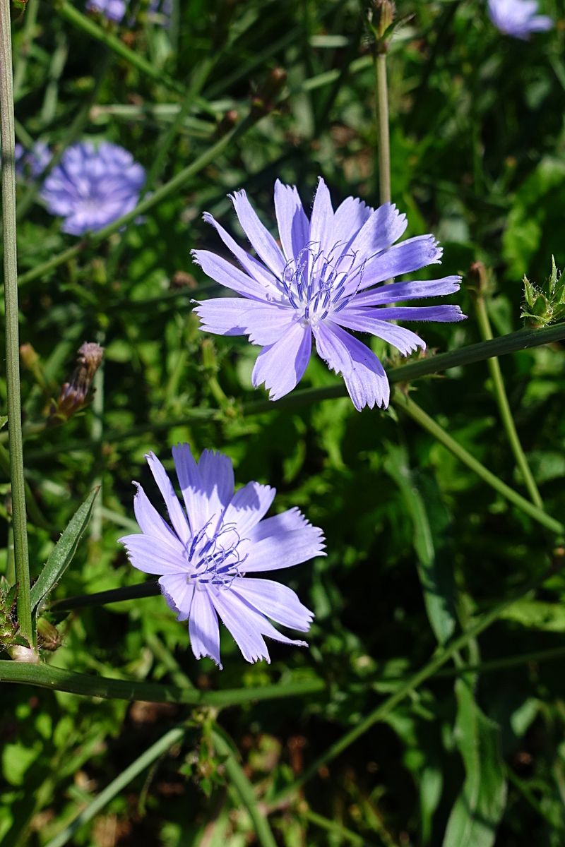 Chicory