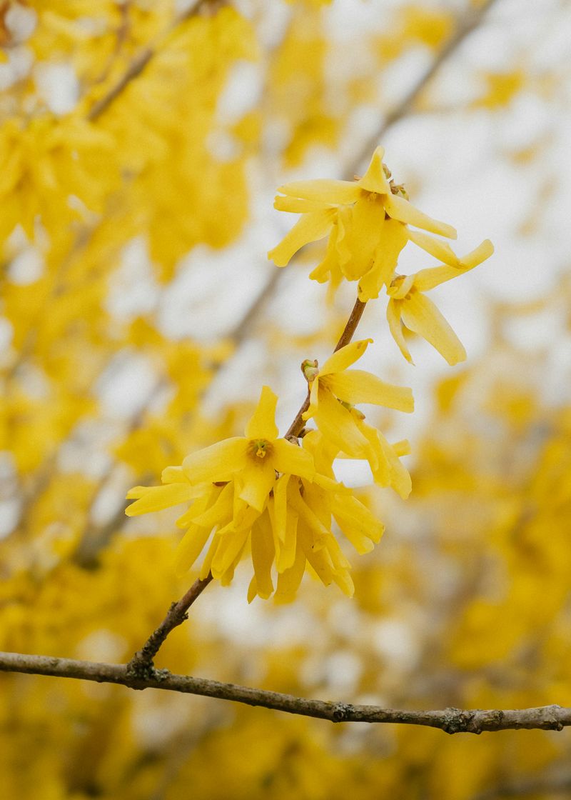 Forsythia