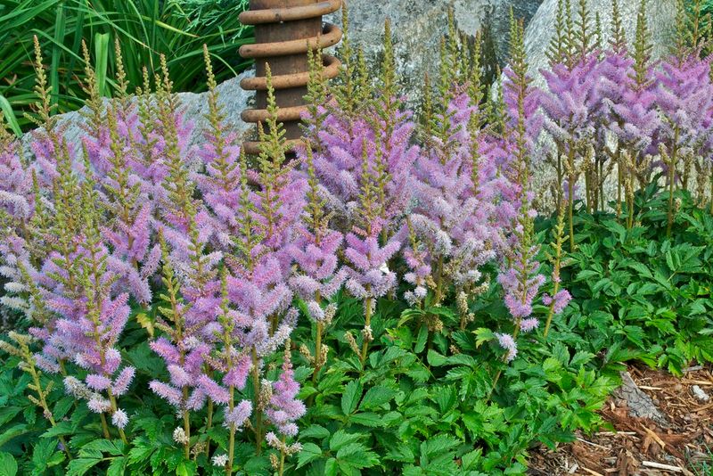 Astilbe