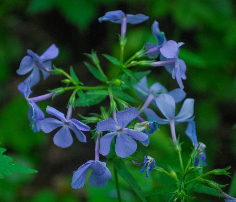 Woodland Phlox (Phlox divaricata)