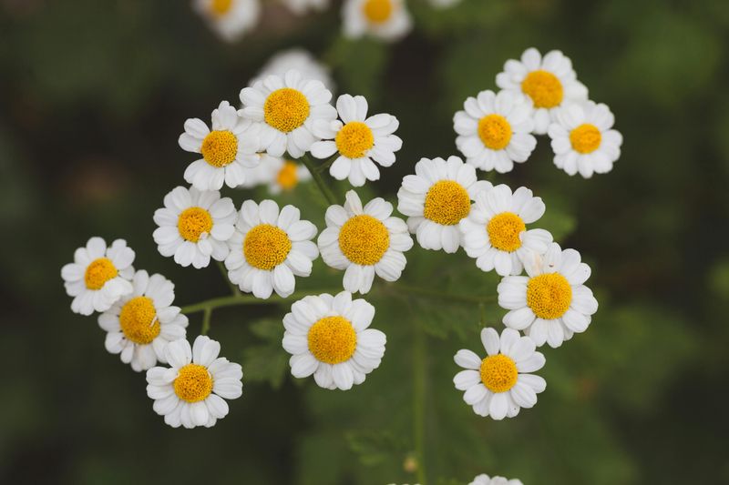 Feverfew