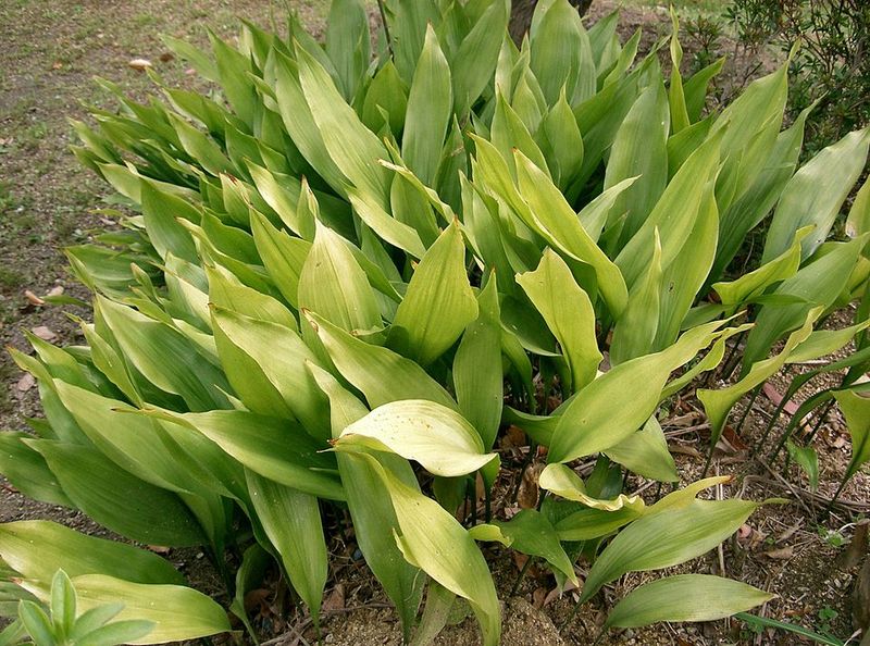 Cast Iron Plant (Aspidistra elatior)