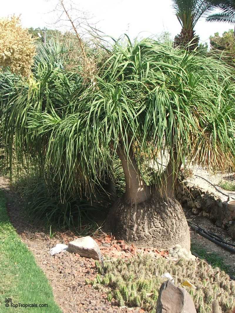 Ponytail Palm (Beaucarnea recurvata)