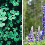 Plants That Look Great Above Ground – and Fix Your Soil Below