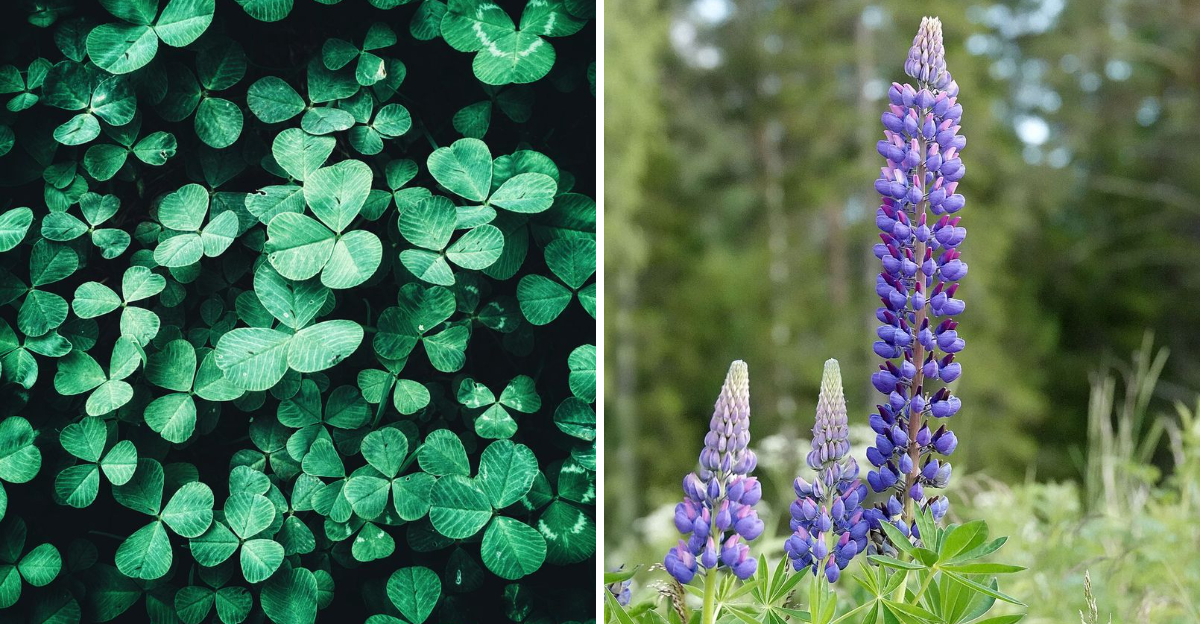 Plants That Look Great Above Ground – and Fix Your Soil Below