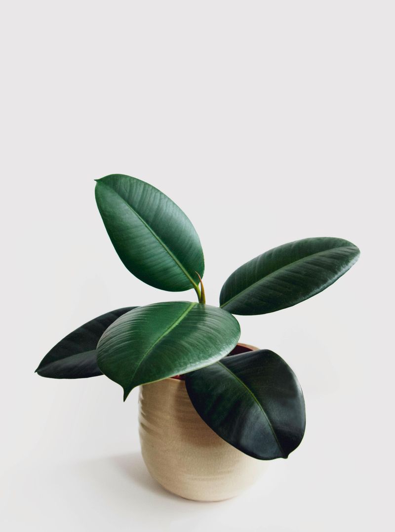 Rubber Plant (Ficus elastica)