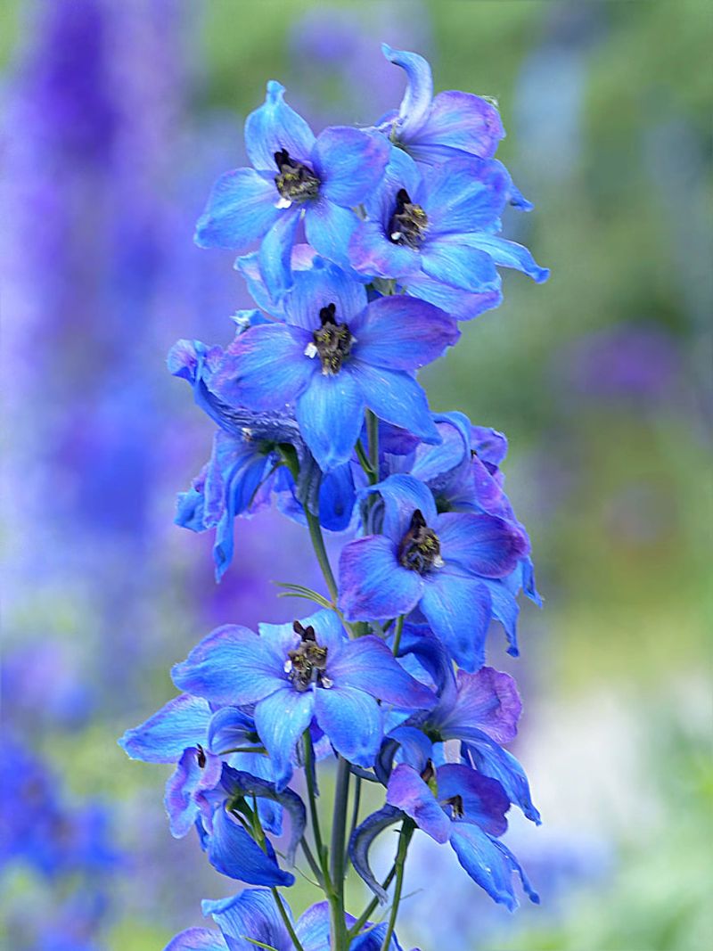 Larkspur