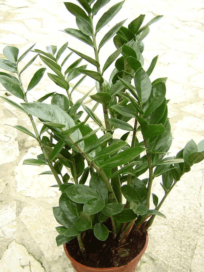 ZZ Plant (Zamioculcas zamiifolia)
