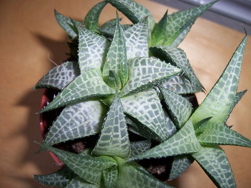 Haworthia